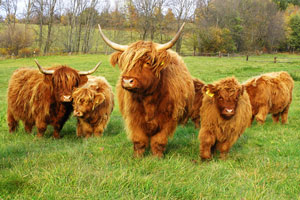 highland-cattle