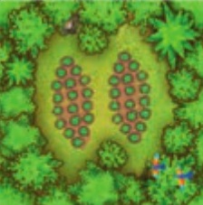 Cacao-Doppelplantage